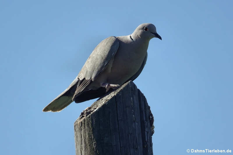 Türkentaube (Streptopelia decaocto)