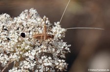 Lilienblatt-Sichelschrecke (Tylopsis lilifolia), aufgenommen im Nordosten von Sardinien (Baja Sardinia)