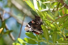 Admiral (Vanessa atalanta atalanta), aufgenommen im Nordosten von Sardinien (Baja Sardinia)