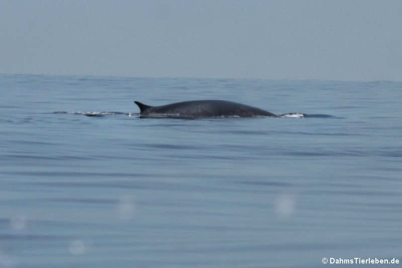 Finnwal (Balaenoptera physalus)