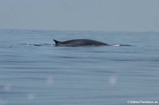 Finnwal (Balaenoptera physalus) im Tyrrhenischen Meer zwischen Sardinien und Korsika