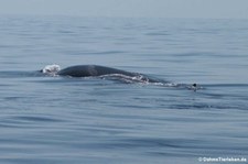 Finnwal (Balaenoptera physalus) im Tyrrhenischen Meer zwischen Sardinien und Korsika