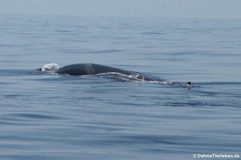 Balaenoptera physalus