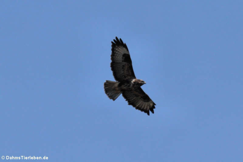 Mittelmeerbussard Buteo buteo pojana-1