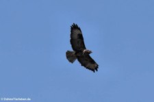 Mittelmeerbussard (Buteo buteo pojana), aufgenommen nahe Suni, Provinz Oristano (Sardinien)