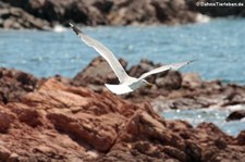 Mittelmeermöwe (Larus michahellis michahellis) am Capo Coda Cavallo, Sardinien