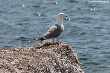 Mittelmeermöwe (Larus michahellis michahellis) am Capo Coda Cavallo, Sardinien