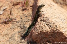 Tyrrhenische Mauereidechse (Podarcis tiliguerta tiliguerta) am Coda Capo Cavallo, Sardinien