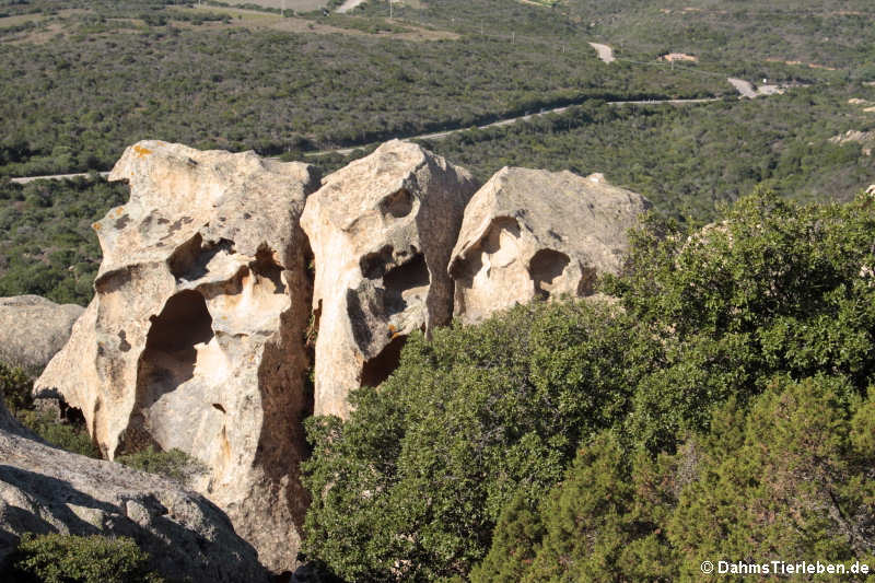 Capo d'Orso