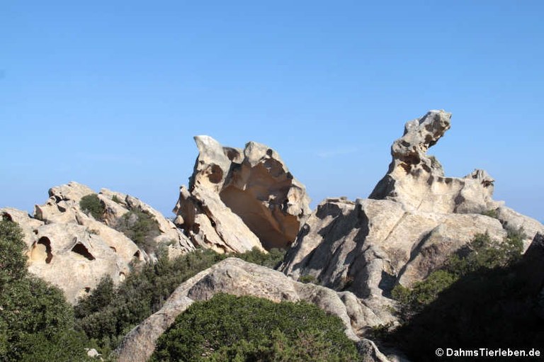 Capo d’Orso