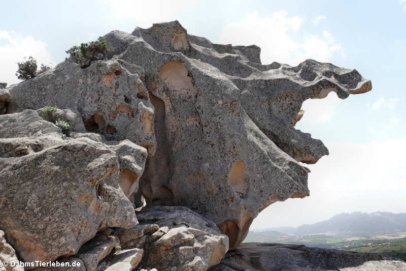 Capo d'Orso