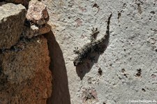 Mauergecko (Tarentola mauritanica mauritanica) am Capo d’Orso auf Sardinien