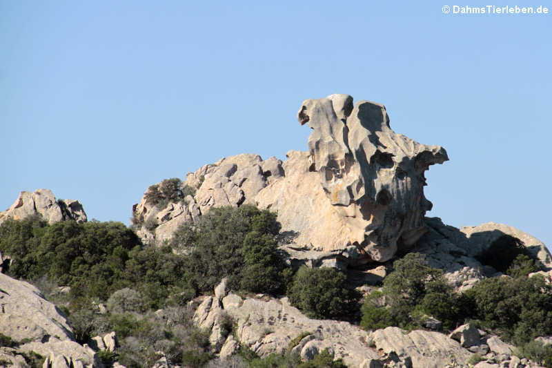 Capo d'Orso