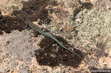 Tyrrhenische Mauereidechse (Podarcis tiliguerta tiliguerta) am Capo d'Orso auf Sardinien