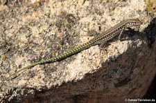 Tyrrhenische Mauereidechse (Podarcis tiliguerta tiliguerta) am Capo d'Orso auf Sardinien