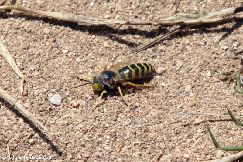 Kreiselwespe (Bembix rostrata)