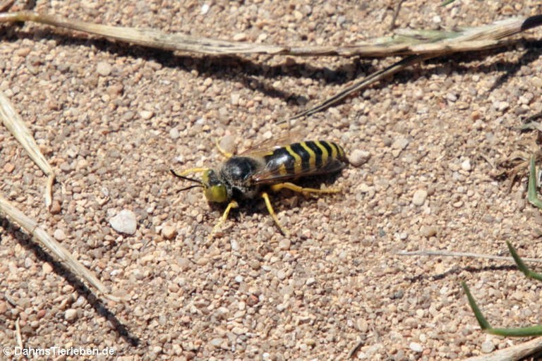 Bembix rostrata