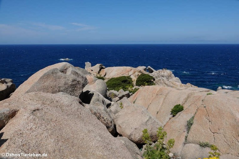 Granitfelsen auf Capo Testa