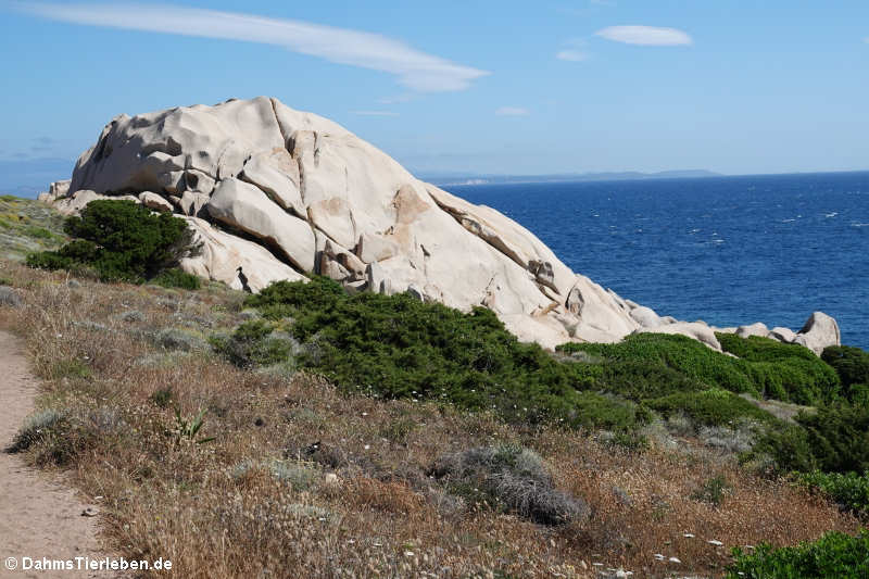 Granitfelsen auf Capo Testa