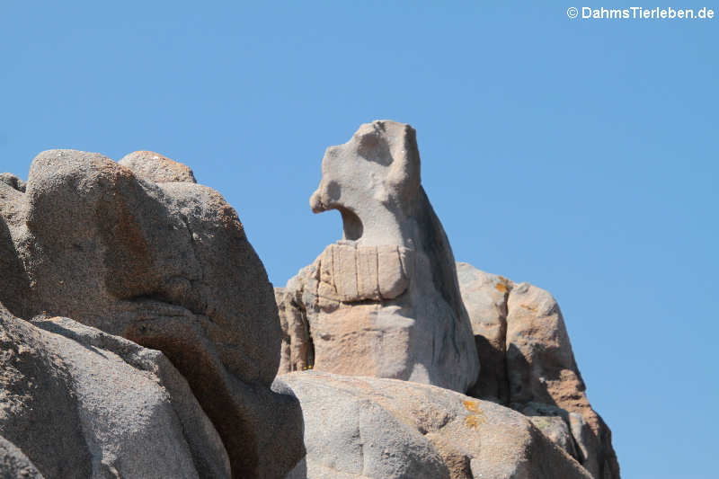 Granitfelsen auf Capo Testa