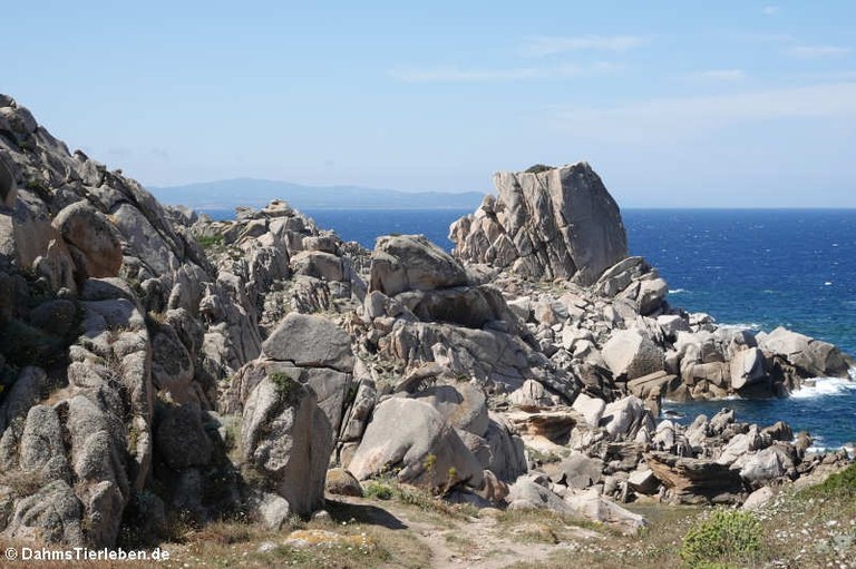 Granitfelsen auf Capo Testa