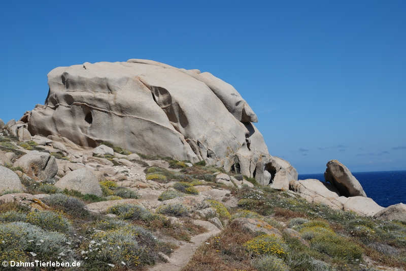 Granitfelsen auf Capo Testa