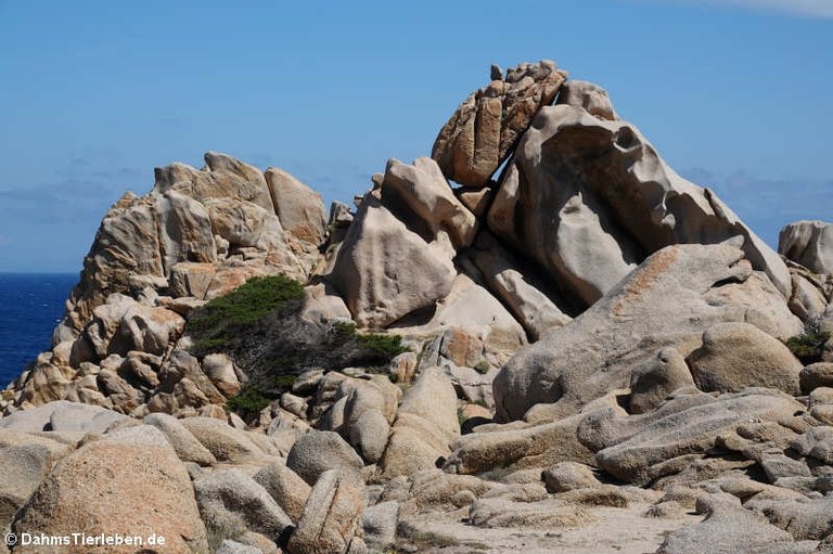 Granitfelsen auf Capo Testa