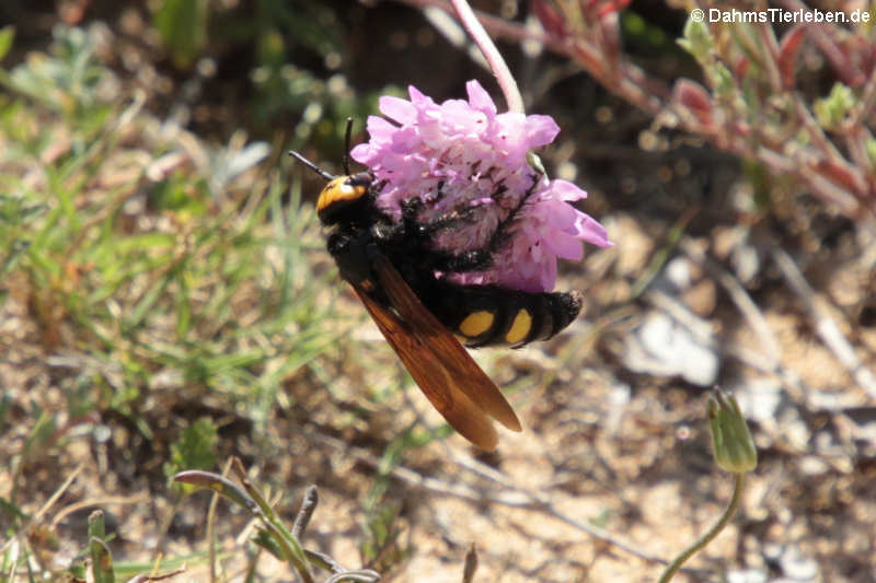 Gelbköpfige Dolchwespe (Megascolia maculata)