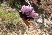 Gelbköpfige Dolchwespe (Megascolia maculata flavifrons) auf Capo Testa, Sardinien