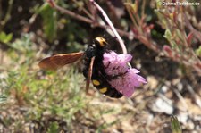 Gelbköpfige Dolchwespe (Megascolia maculata flavifrons) auf Capo Testa, Sardinien