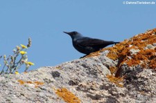 Blaumerle (Monticola solitarius solitarius) auf Capo Testa, Sardinien