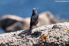 Blaumerle (Monticola solitarius solitarius) auf Capo Testa, Sardinien