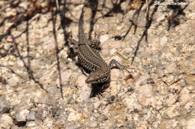 Tyrrhenische Mauereidechse (Podarcis tiliguerta tiliguerta) 