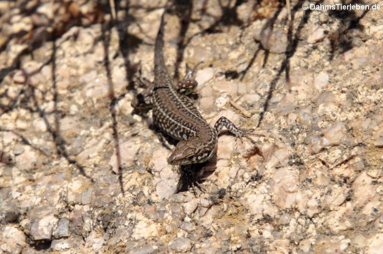 Podarcis tiliguerta tiliguerta