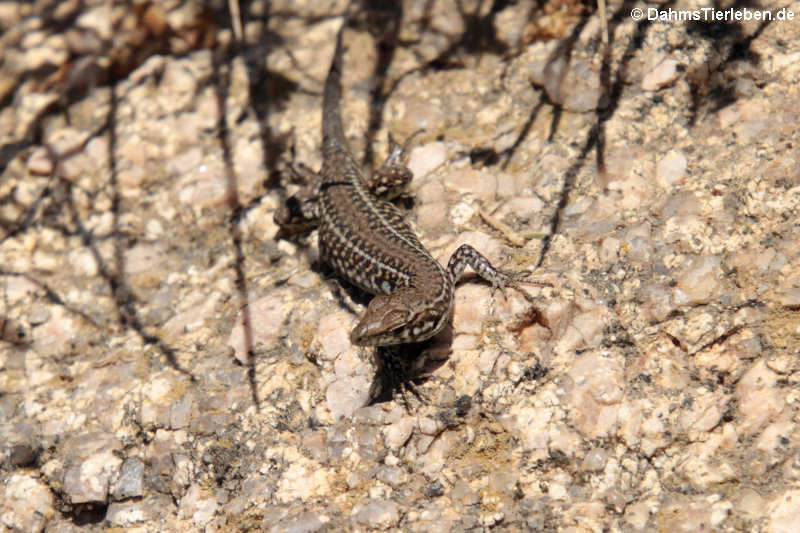 Tyrrhenische Mauereidechse (Podarcis tiliguerta tiliguerta) 