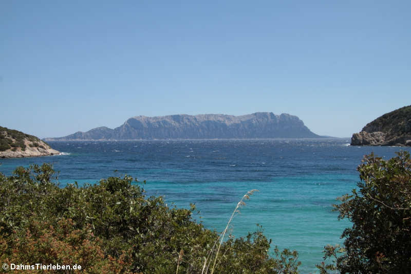 Blick auf die Insel Tavolara