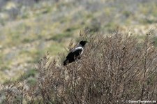 Nebelkrähe (Corvus cornix sharpii) im Naturpark Capo Figari, Sardinien