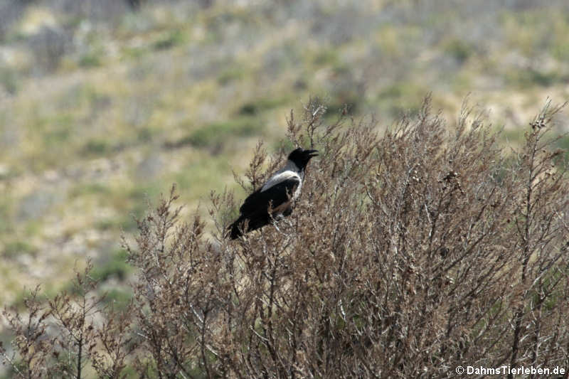 Corvus cornix sharpii