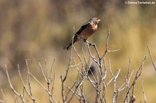 männlicher Sardischer Buchfink (Fringilla coelebs sarda) am Capo Figari, Sardinien