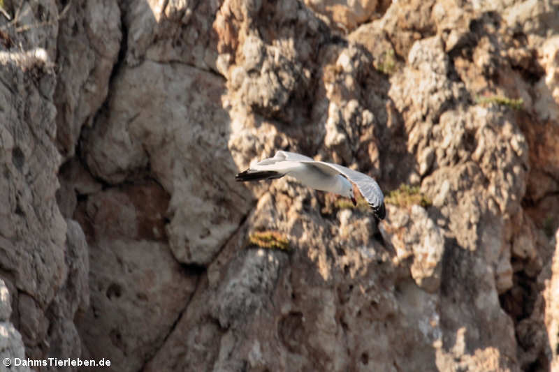 Ichthyaetus audouinii-1