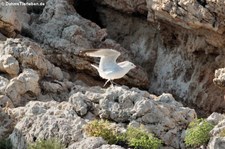 Golfo Aranci, Sardinien