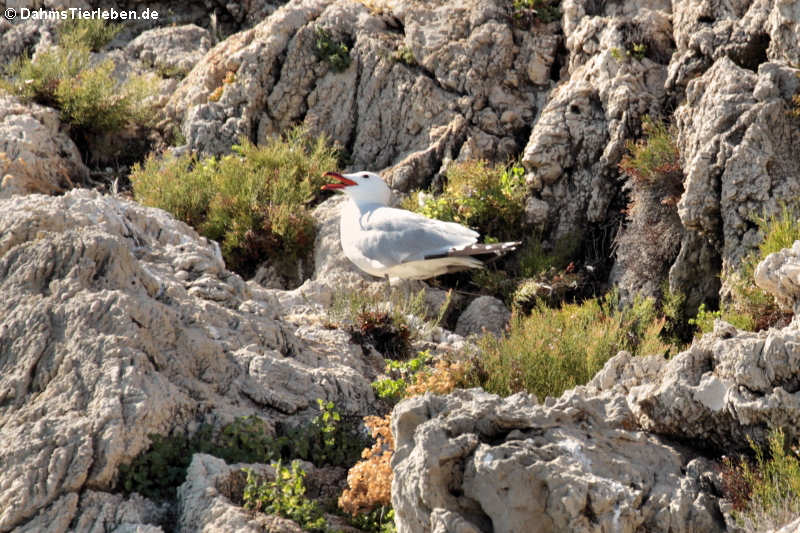 Korallenmöwe (Ichthyaetus audouinii) im Naturpark Capo Figari