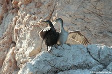 Große Kormorane (Phalacrocorax carbo sinensis) am Capo Figari, Sardinien