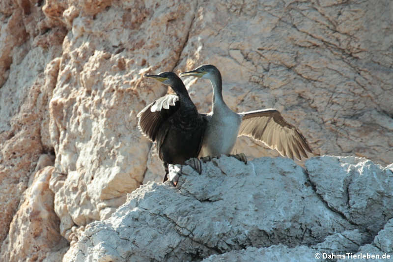 Kormorane (Phalacrocorax carbo sinensis)