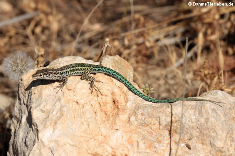 Tyrrhenische Mauereidechse (Podarcis tiliguerta tiliguerta) im Naturpark Capo Figari