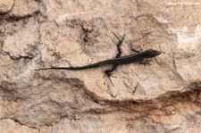 Tyrrhenische Mauereidechse (Podarcis tiliguerta tiliguerta) auf am Golfo Aranci, Sardinien