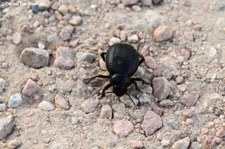 unbekannter Käfer in Golfo Aranci, Sardinien