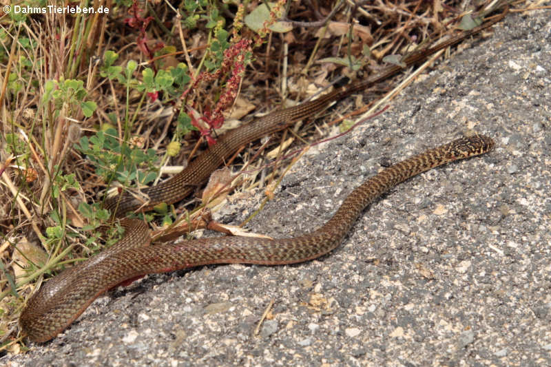 Gelbgrüne Zornnatter (Hierophis viridiflavus)