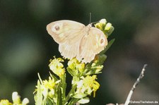 Sardisches Ochsenauge (Maniola nurag), gesehen an der Westküste Sardiniens