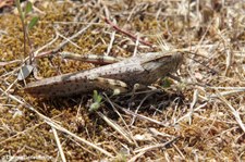 Ägyptische Wanderheuschrecke (Anacridium aegyptium) in Marinella, Sardinien